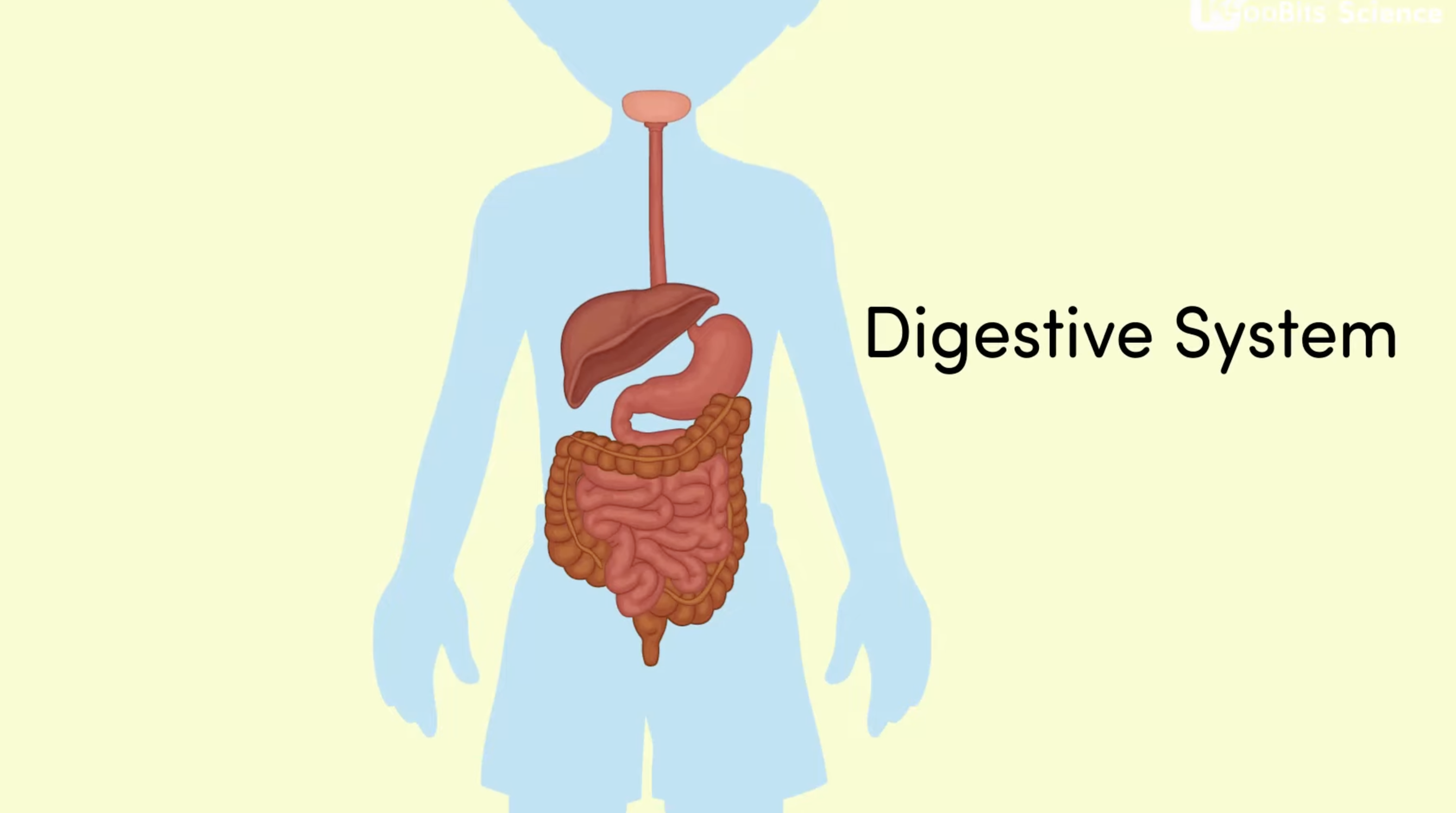 Is Everything We Eat Digested?