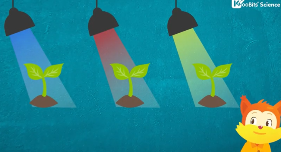 Can plants only use sunlight for photosynthesis?