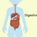 Is Everything We Eat Digested?